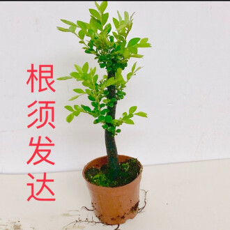 紫檀木盆栽品牌排行榜- 十大品牌- 京东