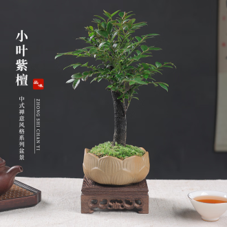 紫檀木盆栽品牌排行榜- 十大品牌- 京东