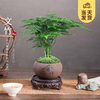 客厅盆栽植物品牌排行榜- 十大品牌- 京东