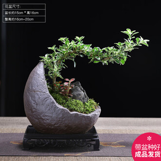 菖蒲盆栽品牌排行榜- 十大品牌- 京东