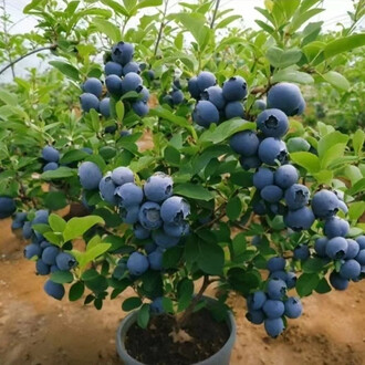 北方盆栽蓝莓品种排行榜- 京东