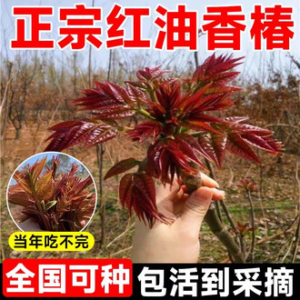 红油香椿树排行榜- 京东