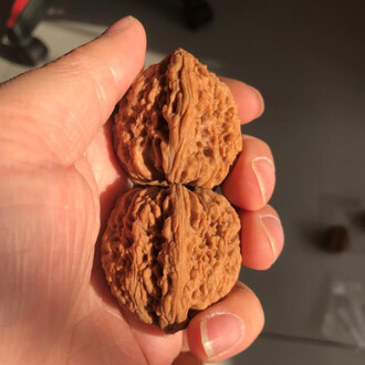 希少文玩核桃 南疆石 極太楞特徴 文玩核桃欣赏之二