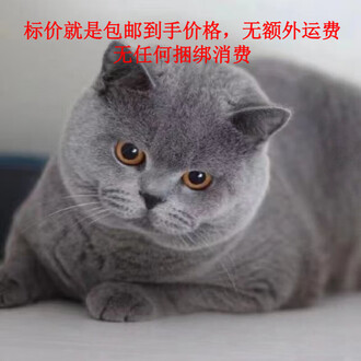 中国　唐代　藍釉俑　猫　珍品　I40-3 中国 唐代 藍釉俑 猫 珍品 I40-3 An extremely rare blue, straw and