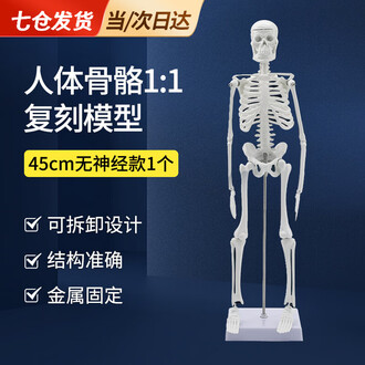 人体骨骼模型排行榜- 京东