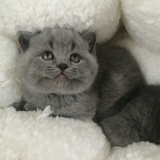 中国　唐代　藍釉俑　猫　珍品　I40-3 中国 唐代 藍釉俑 猫 珍品 I40-3