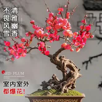 红梅盆景排行榜- 京东