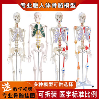 人体骨骼模型排行榜- 京东