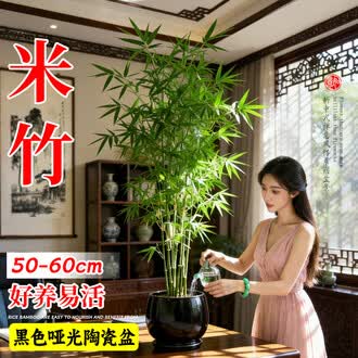 凤尾竹观音竹排行榜- 京东