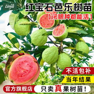 芭乐种植排行榜- 京东