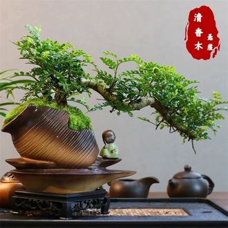 悬崖盆景排行榜- 京东