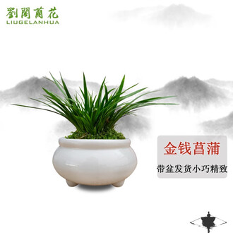 菖蒲盆栽品牌排行榜- 十大品牌- 京东