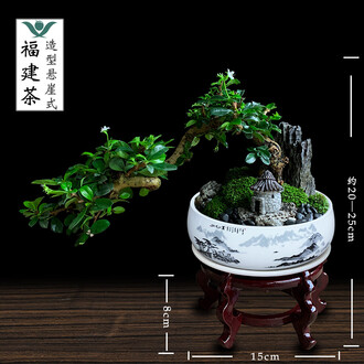 悬崖盆景排行榜- 京东