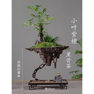菖蒲盆栽品牌排行榜- 十大品牌- 京东