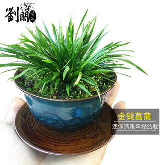 藍釉開片八方鉢 盆栽 多肉菖蒲盆栽 植木鉢 景德镇 装饰品 工艺品 置物 盆栽世界ウェブショップ / 「長青盆藝」小品鉢5品セット
