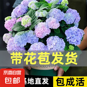 彼岸花　2024WS公認球２個セット 曼珠沙华种球价格报价行情- 京东