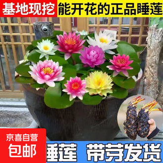 水缸荷花排行榜- 京东