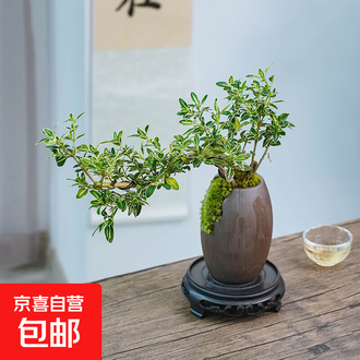 悬崖盆景排行榜- 京东