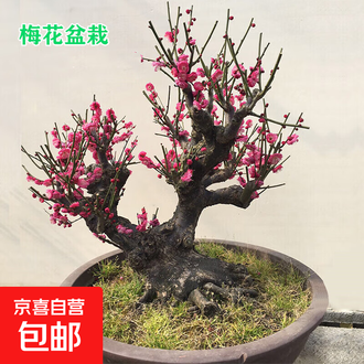 紅梅 盆栽 赤花 g1558-1.jpg