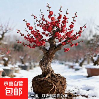 红梅盆景排行榜- 京东