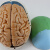 蓝蝶（Blue butterfly）头颅模型医用仿真头颅骨标本可拆分大脑医学人体头骨模型 彩色头骨带脑
