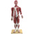动力瓦特 人体肌肉模型 医学艺用人体肌肉教具 33219人体肌肉模型（高85厘米） 