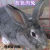 大型肉兔活物月月兔子活体肉兔苗花巨兔家养可长15斤可繁殖 1斤中华黑兔 繁殖组2只(一公一母)