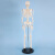 海斯迪克 HKCL-555 人体骨骼模型 全身骷髅骨架展示教学写生模型 85cm 