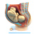 蓝蝶（Blue butterfly）女性盆腔附足月胎儿模型 妊娠发育九个月胎儿子宫 胎儿模型 足月胎儿分娩过程模型 