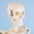 海斯迪克 HKCL-555 人体骨骼模型 全身骷髅骨架展示教学写生模型 85cm 