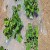 希万辉 白地膜农用保温保湿蔬菜大棚种植除草防草耐拉扯塑料薄膜 白色1卷装 1.2m宽1220m0.6丝10.5斤
