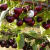 大樱桃树种子 四季种植 庭院水果树种子 水果樱桃种子 车厘子种子 樱桃种子A10 50粒