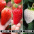 京格奶油草莓苗盆栽果蔬秧苗带土发货阳台 3份草莓苗 各一盆