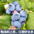 曼小伍云南蓝莓鲜果6盒可选新鲜水果当季高山怡颗现摘孕妇整箱鲜甜果 A+商超巨无霸（果径18MM+） 2盒