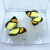真蝴蝶标本真昆虫天堂已展翅盒装儿童礼物手工教学可取出 小黄蜻蜓 其他长方形尺寸 独立