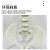 人体脊柱模型1:1成人医学正骨练习骨骼模型颈椎腰椎脊椎骨架模型 人体颈椎模型
