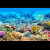 霜魄鱼缸背景贴纸高清图3D立体背景画水族箱海底世界造景自粘画 彩色珊瑚和鱼  40x0x30cm
