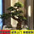 大型仿真迎客松松树假树造型树罗汉松室内楼梯下景观造景装饰摆件 2米高*2.5米宽自然树干 原木款