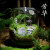 喵小杏趣味苔藓微景观创意桌面生态瓶盆栽盆景摆件造景办公室植物绿植物 芳华