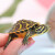 火焰龟长寿宽纹观赏乌龟活体乌龟活物深水龟宠物龟小宠龟 10-12厘米