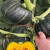 柯必达多种庭院蔬菜种子冬瓜茄子萝卜苦瓜南瓜等家庭小菜园系列种子 鲜嫩香丝瓜
