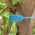 适配定制一次性园林锁扣打号锁标记牌号苗树扎带塑料封条 兰色60长100条
