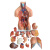 樵牧人 人体躯干解剖模型器官 可拆卸教学 心脏内脏模型 85CM两性躯干（可拆23件） 1副 