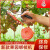 新款绑枝机西红柿黄瓜绑蔓器猕猴桃葡萄绑枝器菜园果园捆绑枝绑蔓 第十二代标配