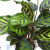 醉花春  翠叶竹芋植物大孔雀新飞羽猫眼美丽如意双线竹芋室内花卉盆栽绿植 花叶变色木(整高40-50cm)