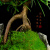 格绿美罗汉松悬崖式老树桩山水石造型盆景室内办公室大植物艺术盆栽送礼 椭圆紫砂盆-罗汉松+木座