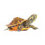 火焰龟长寿宽纹观赏乌龟活体乌龟活物深水龟宠物龟小宠龟 10-12厘米