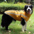 SLPC狗狗衣服金毛大型犬冬季保暖棉衣边牧哈士奇柯基中型犬秋冬衣服 蓝色 2XL建议（19-25斤）