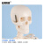 安赛瑞 人体骨骼模型 骨骼无椎间盘模型 白色骨骼模型骨架模型标准款 教学写生模型85cm 601517