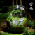 南象婆趣味苔藓微景观创意桌面生态瓶盆栽盆景摆件造景办公室植物绿植物 守运+植物灯